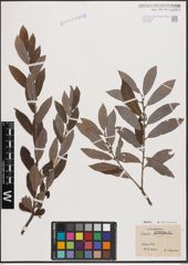 Foto von Salix cinerea L.